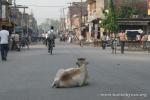 Nepal, Mahendranagar town - Holy Cow!