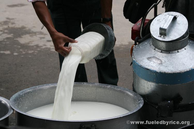 Nepal, Mahendranagar town - We found the dairy! Lassi's and curd (and occasionally milk with puffed rice) have become an essenti