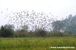 Indıa East of Delhı - Take off over a rıce fıeld