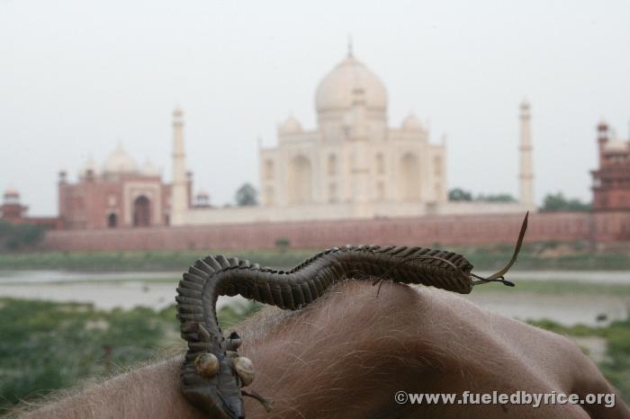 India - Niu Niu at the Taj