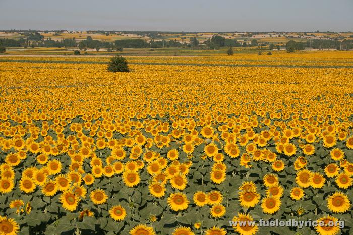 Türkish sunflowers are now the dominant crop in the northwest