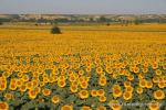 Türkish sunflowers are now the dominant crop in the northwest