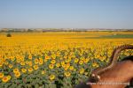 Türkiye - Niu Niu and Trakya sun flowers!