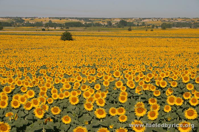 Türkiye - Trakya sun flowers!