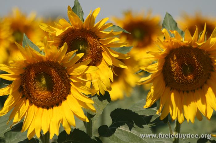 Türkiye - Trakya sun flowers!