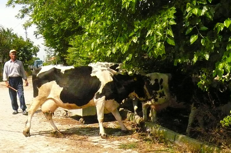 I love to see all the cows and other animals being herded along the roadside.