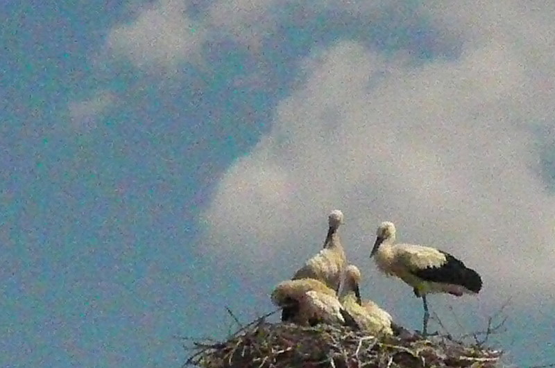 These are storks. We have seen them raise their new babies, and now the babes have flown... what a treat to see these huge birds