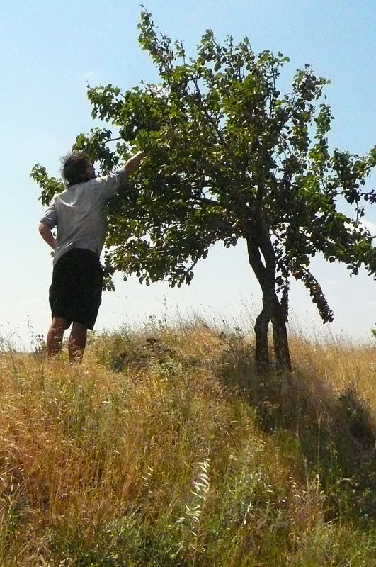 All along the way, Jim and I have been able to pick red and yellow plums, apples and pears! What a switch from Montana fruit at 