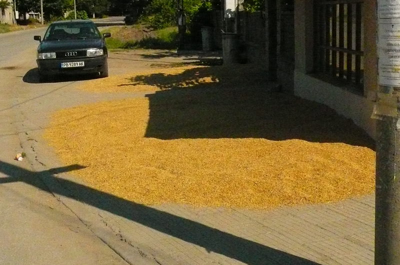 Drying the kernels of wheat.... on the street is very typical. Sometimes rocks are placed along the edges to head off the cars o