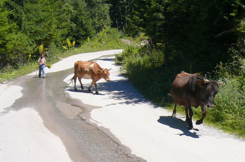 We see adults and children herding their cows, sheep or goats along the roadsides. Those cows look so soft and dewey. Some wear 