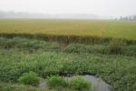 The first rice field we've seen on our trip!