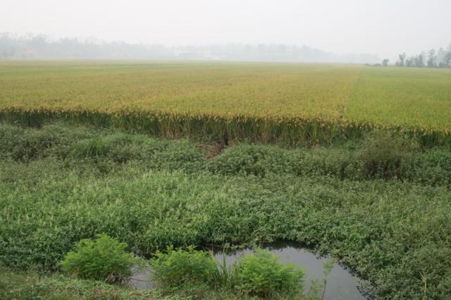 The first rice field we've seen on our trip!