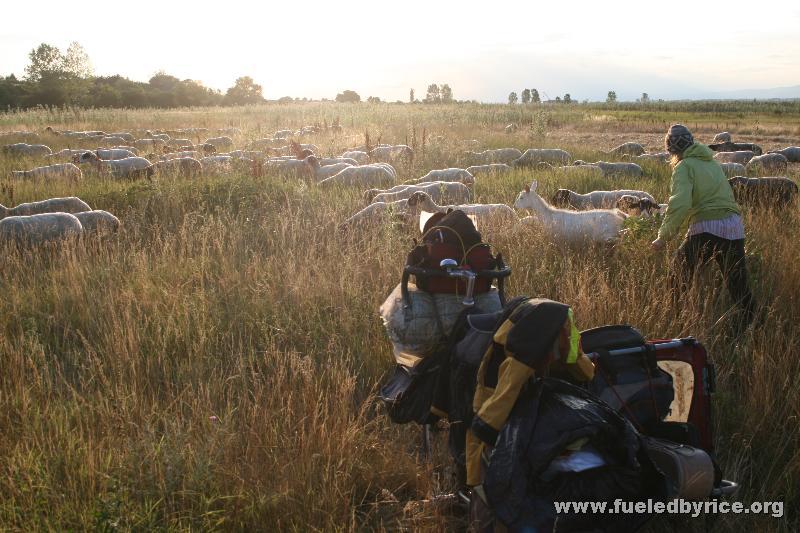 Bulgaria, 20km from Sofia - Netzy chasing the sheep to try to pet them!