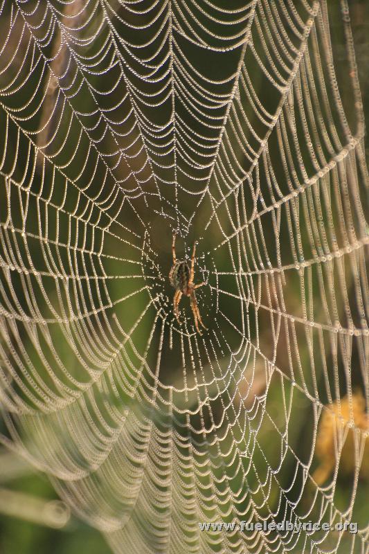 Serbia - morning dew on a web