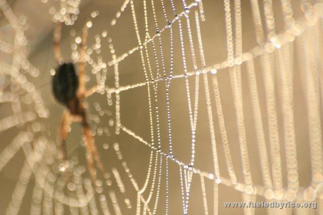 Serbia - morning dew on a web