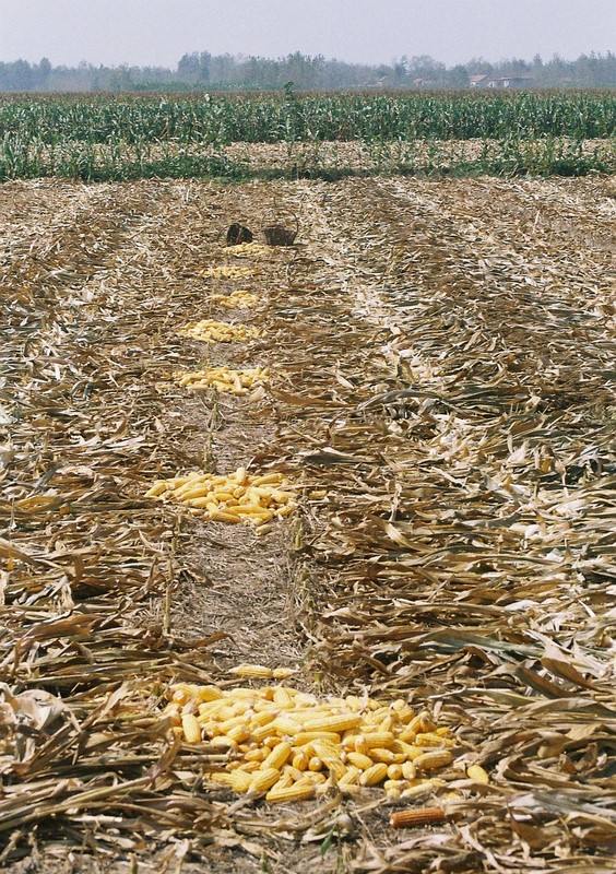 field corn harvested