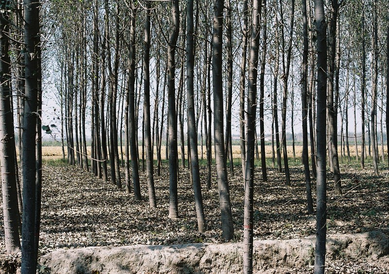 rows of trees