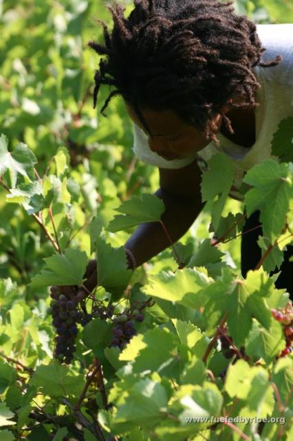 Serbia - Nakia dreaming of her own future vineyard to produce wine