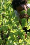 Serbia - Nakia dreaming of her own future vineyard to produce wine