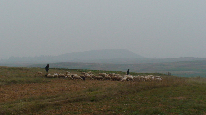 DSC00207