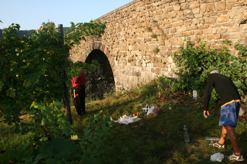 Austria - Camping in a vineyard along the Danube