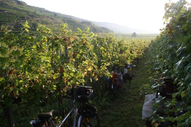 Austria - Camping in a vineyard along the Danube