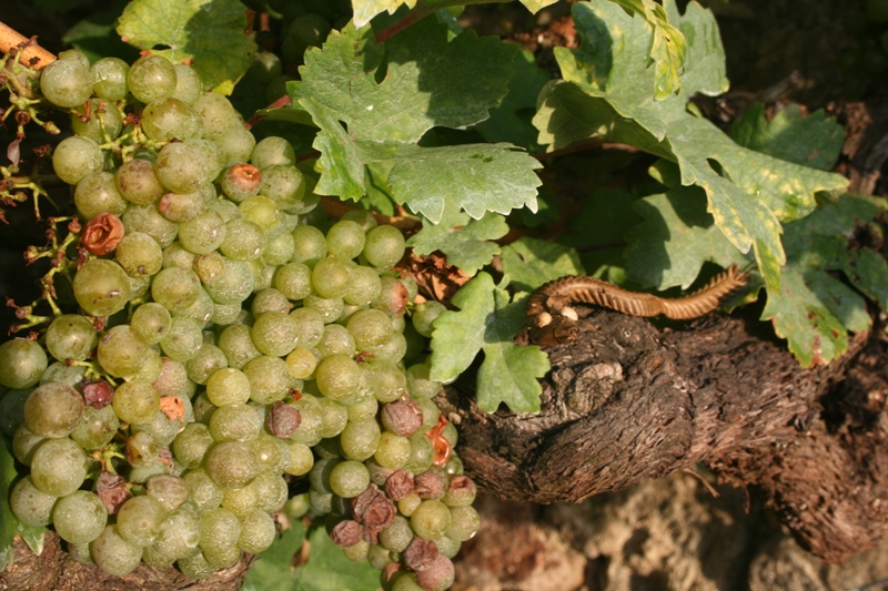 Austria - Niu Niu in the vineyard