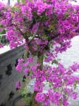 blossoms-shanghaiguan.jpg