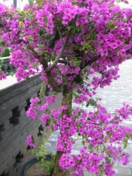 blossoms-shanghaiguan.jpg