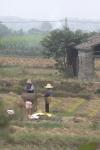 Oct 30 2007 - A family harvests and separates rice