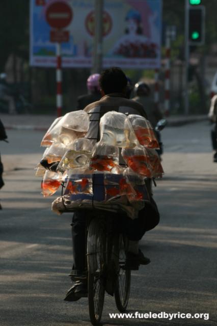 Vietnam - Who said fish can't ride bikes?