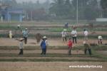 Vietnam - Farmers preparing for another planting