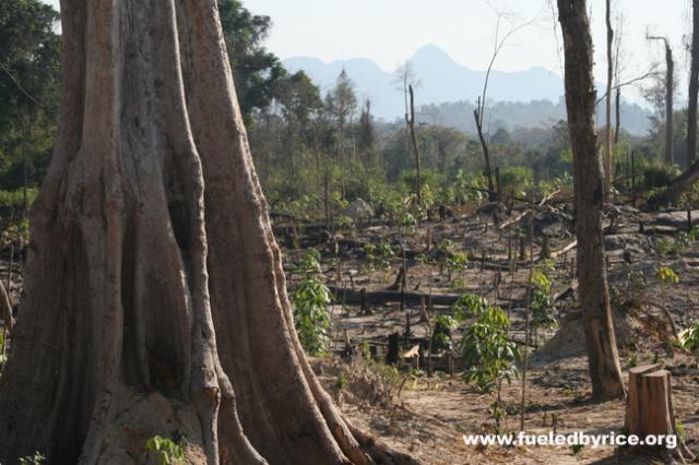 Lao - a portion of the forrest logged near the road.