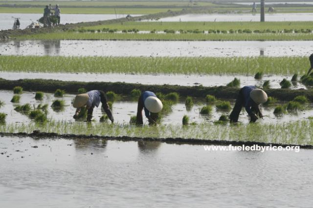 Vietnam - planting rice (Peter)
