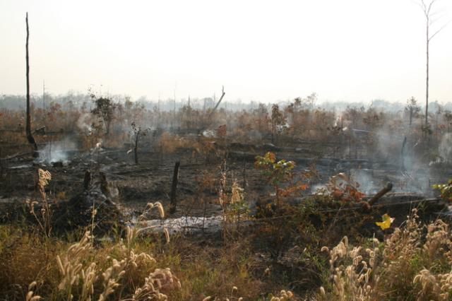 Cambodia - Hwy 13 in northern Cambodia was freshly logged with mysterious fires burning. There was no apparent plans for agricul
