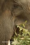 Lao - elephant at Xe Pian national park (Peter)