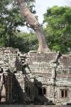 Cambodia - Angkor Wat, Ta Prohm - major over growth 