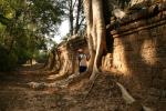 Cambodia - Angkor Wat - Big tree