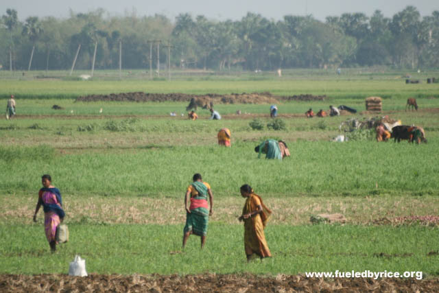 India, West Bengal - India's mass agriculture, like China, is still largely done by hand by the majority rural poor.