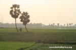 India, West Bengal - palm trees amist the rice