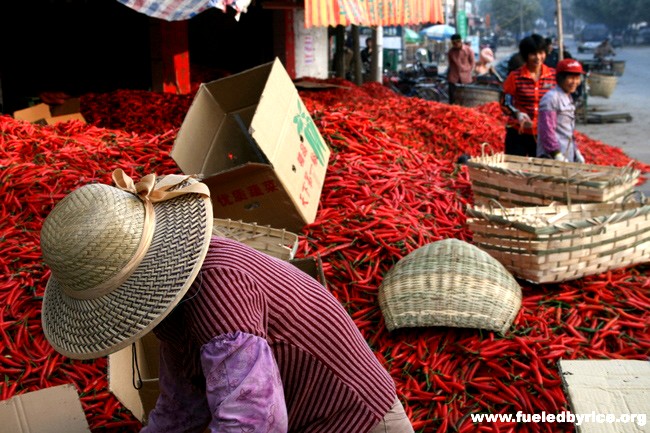China, Guangdong prov, Da Po town - A woman handles the fresh hot peppers in Da Po's huge pepper market.(Peter)