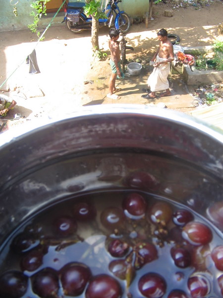 Grapes for breakfast on Latha's balcony.