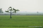 India, West Bengal - A unique tree in lush rice fields
