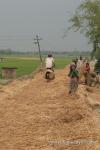 India, West Bengal - Jim helping farmer by "threshing" their wheat they've placed on the road for that purpose. (Peter