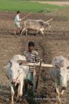 India, West Bengal - Father and Son plow field with cattle pairs, the typical method in West Bengal. 