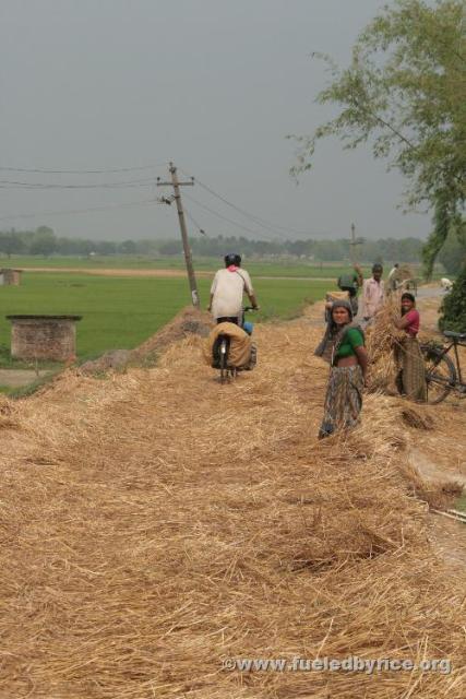 India, West Bengal - Jim helping farmer by "threshing" their wheat they've placed on the road for that purpose.