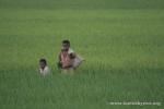 India, West Bengal - Kids working in the rice fields.