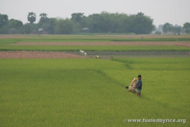 India, West Bengal - Kids working in a rice field
