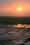 India, West Bengal - A rice field sunset