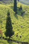 India, Darjeeling - Women pick tea in India's famous Darjeeling Himalayan foothills region
